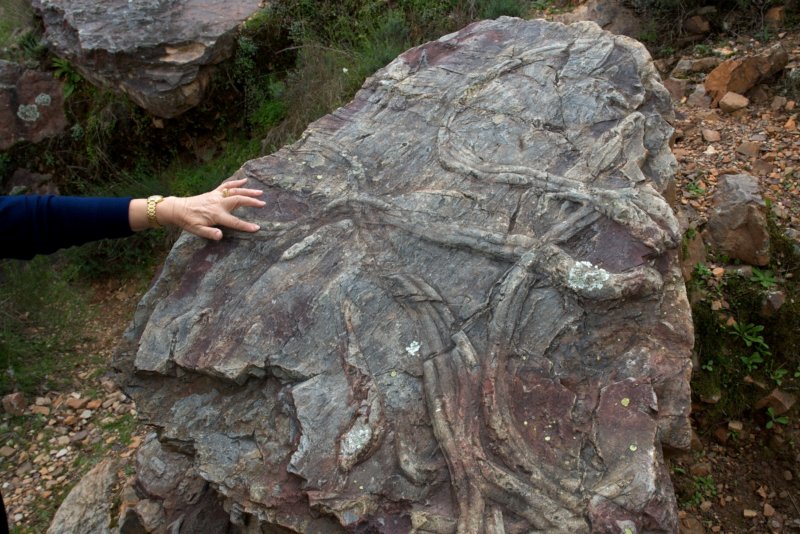 Detalle de uno de los fósiles de Penha Garcia