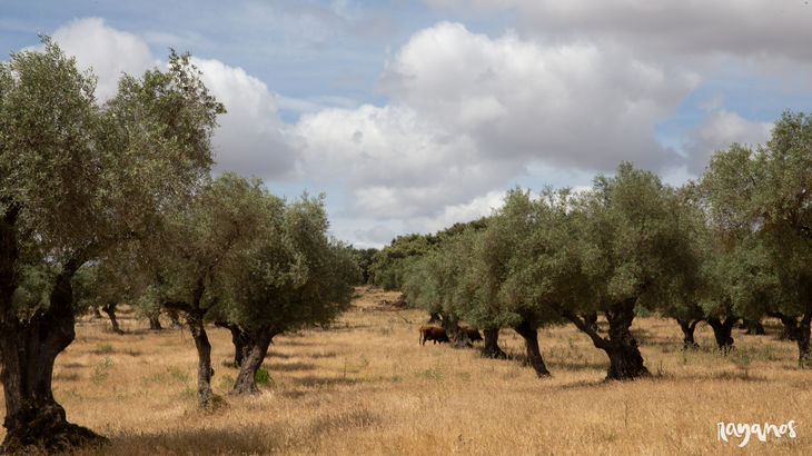 Jerez de los Caballeros Juanes Ibricos Salvajes ibrico agronatura ecologa Extremadura